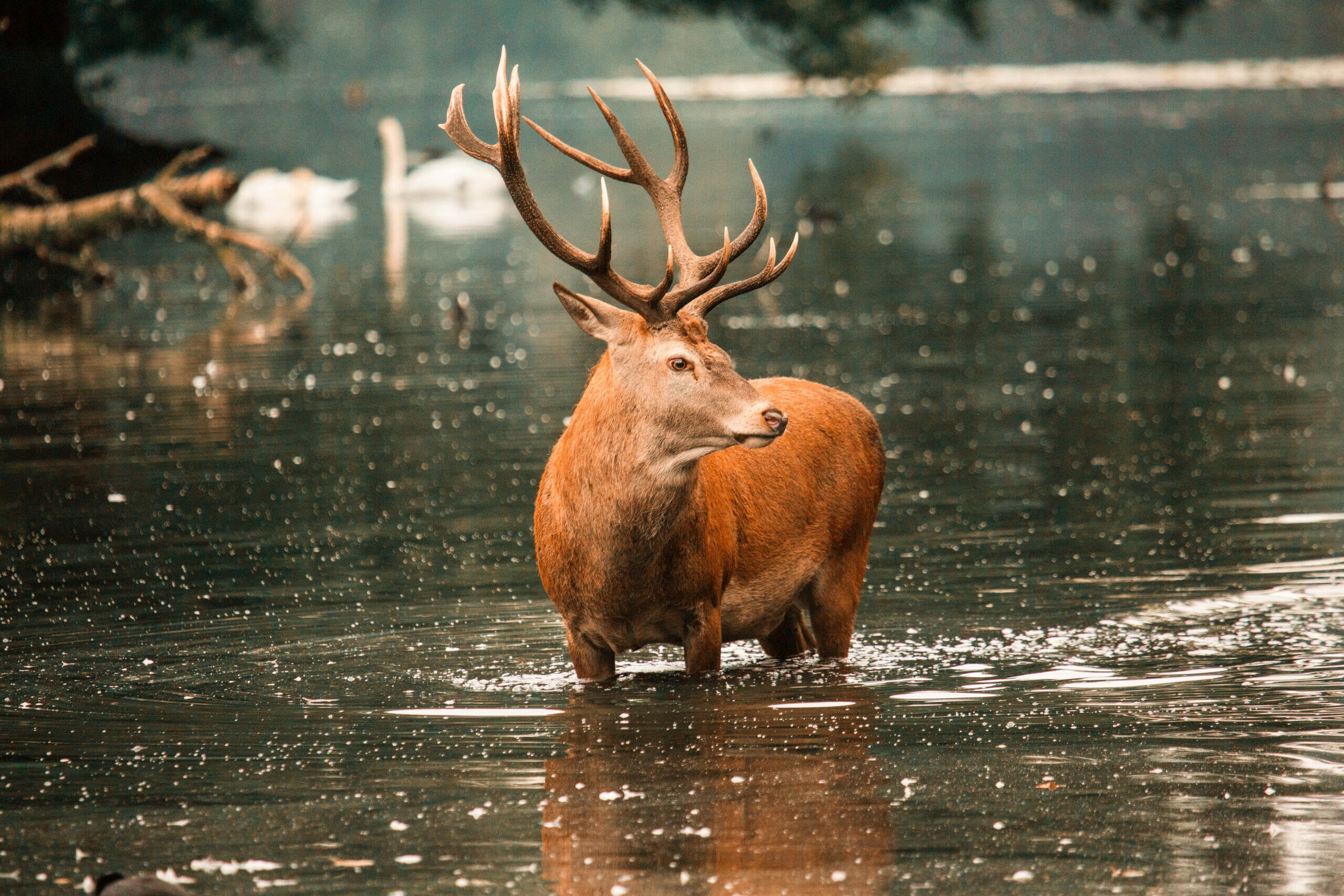 The king of the forest red deer hq nude image
