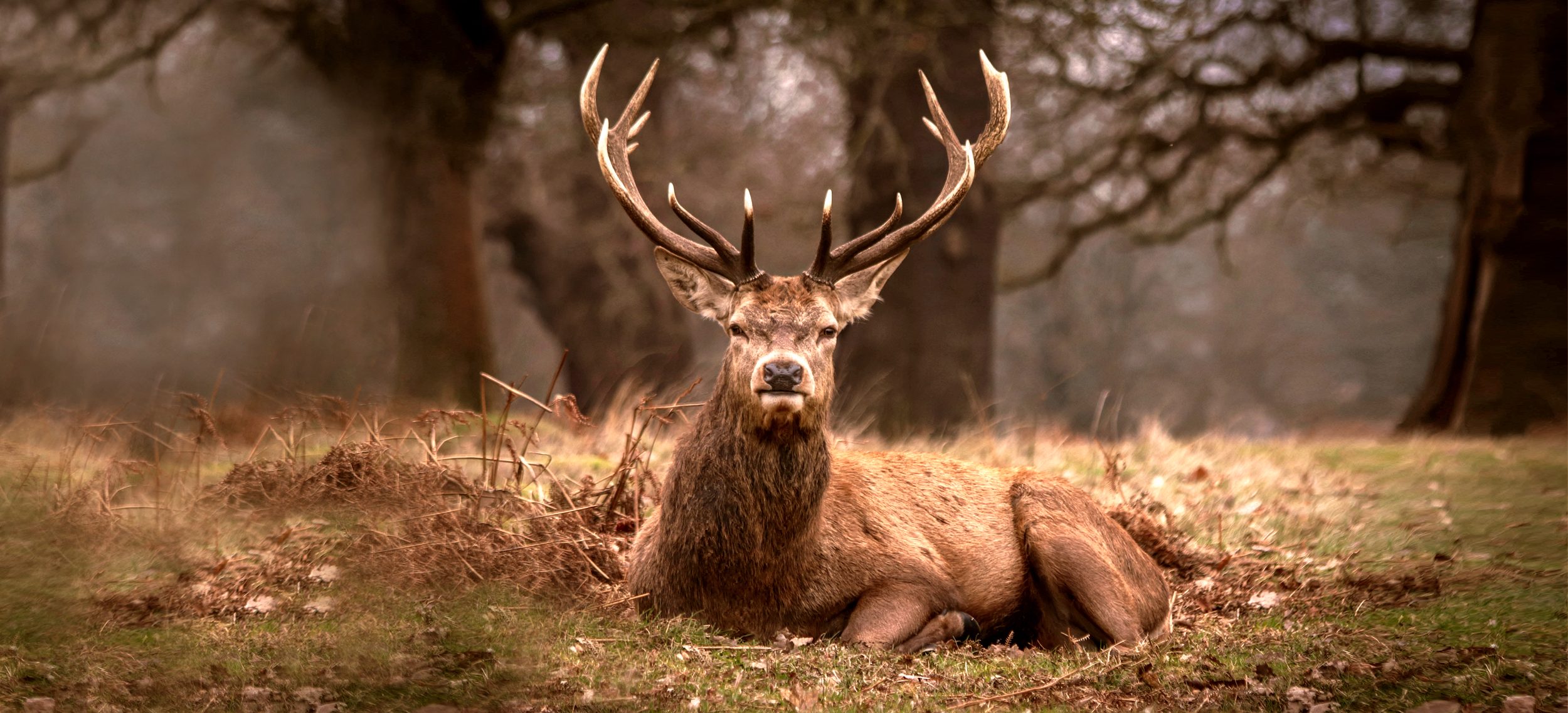 The king of the forest red deer